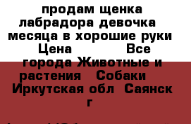 продам щенка лабрадора девочка 2 месяца в хорошие руки › Цена ­ 8 000 - Все города Животные и растения » Собаки   . Иркутская обл.,Саянск г.